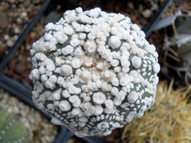Astrophytum  hanazono
